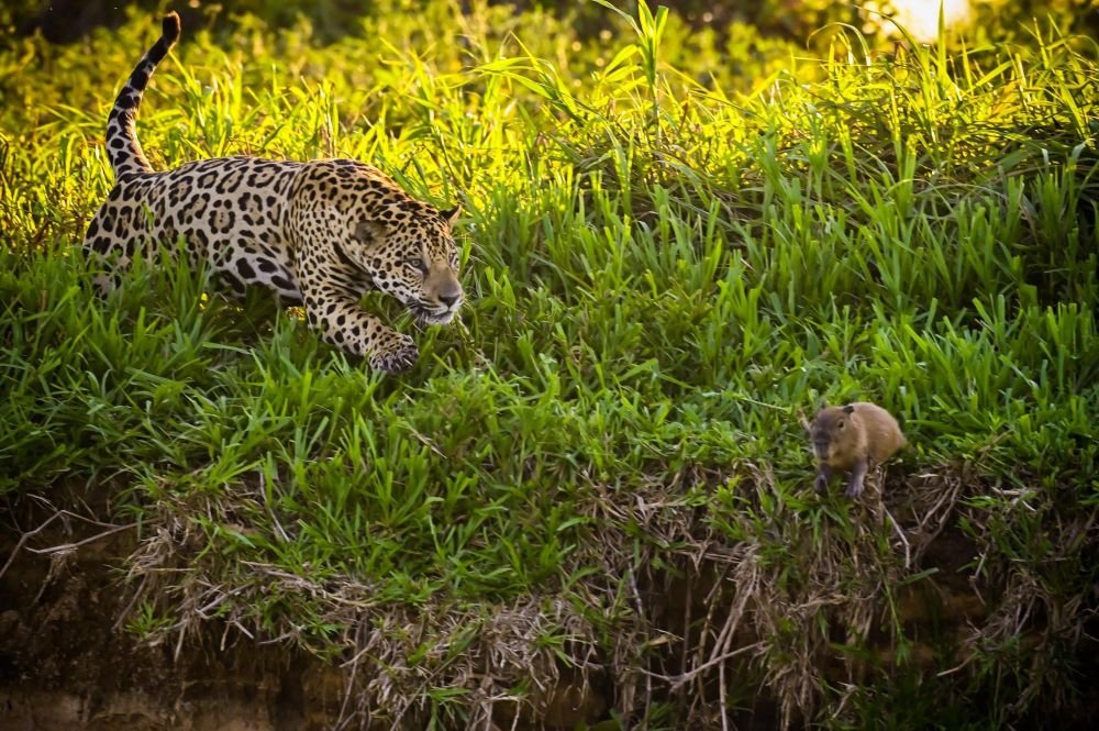 Observation d'une scène de chasse d'un jaguar sur un capybara