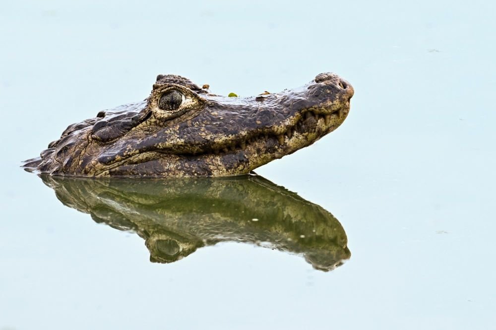 Le caïman yacare