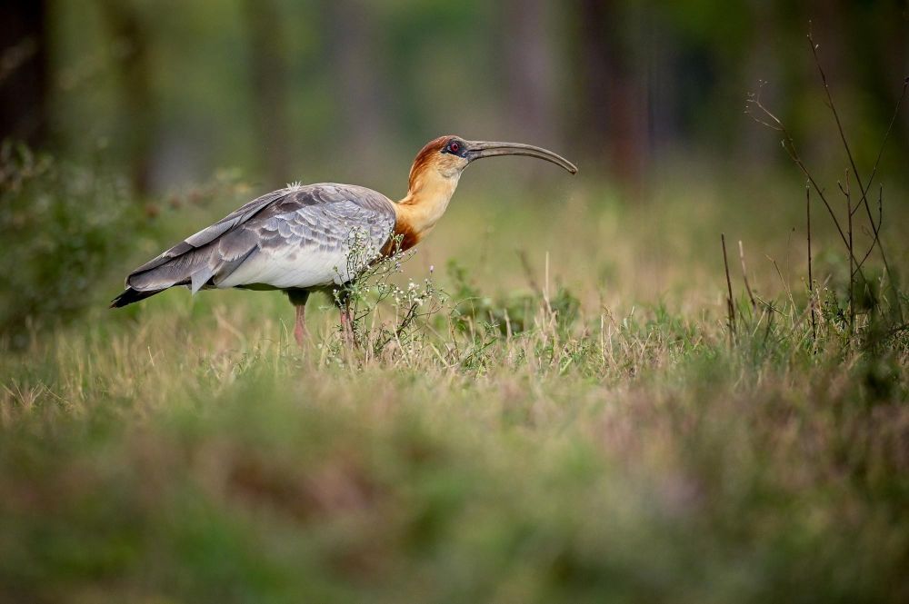 Ibis mandore