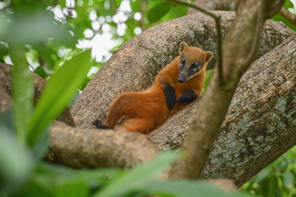 Coati roux
