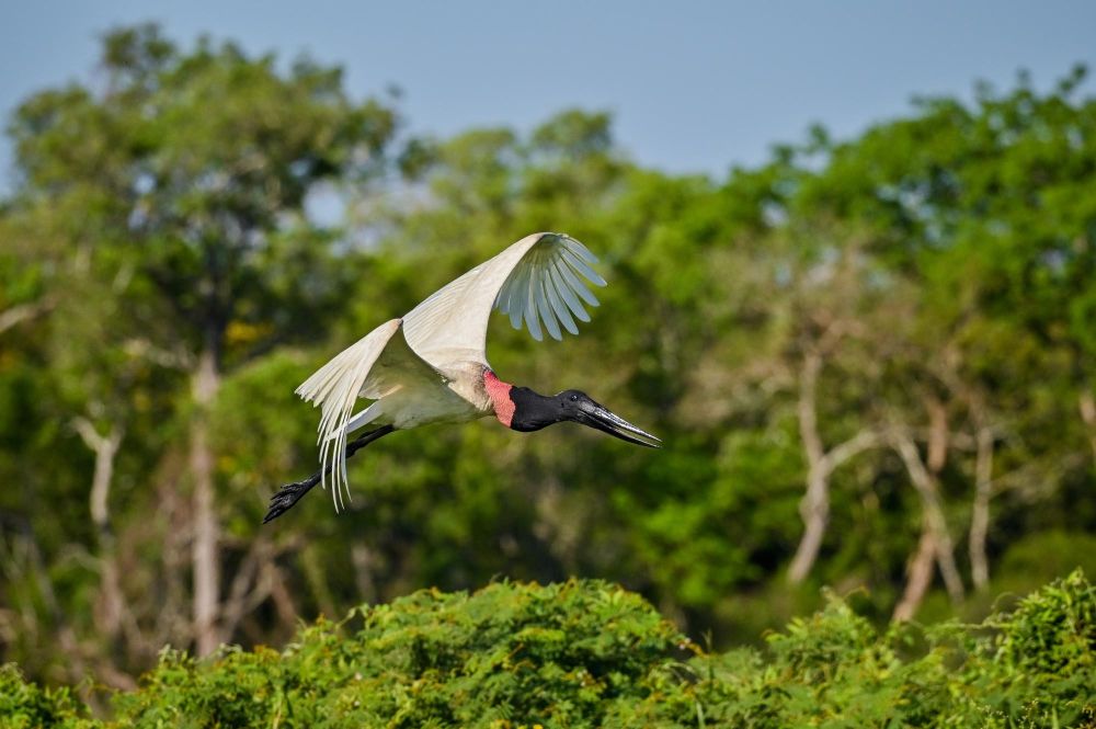 Jabiru d'Amérique