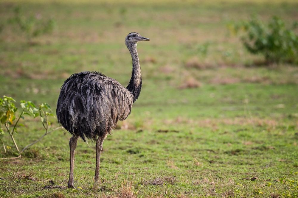 Le Nandou, un oiseau emblématique des néotropiques