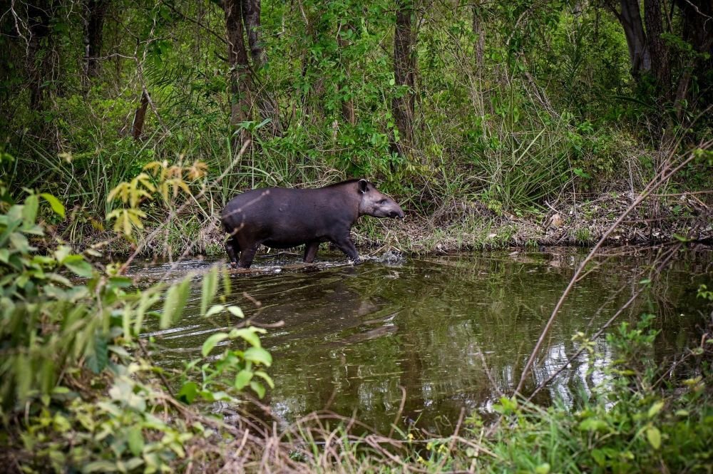 Le tapir du Brésil