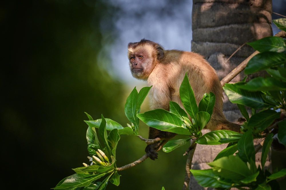 Le Sapajou du Paraguay, l'un des primates du Pantanal
