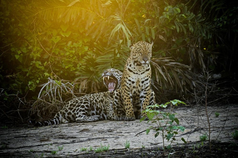Safari en bateau à la rencontre du plus grand félin néotropical, le jaguar