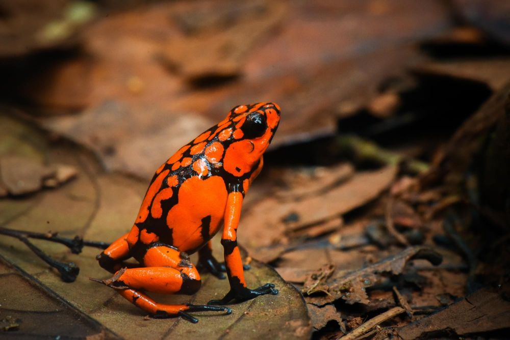 Oophaga solanensis, Choco