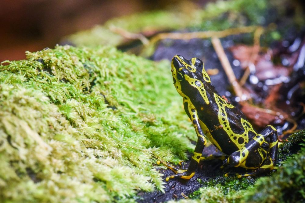Atelopus spurelli, Choco