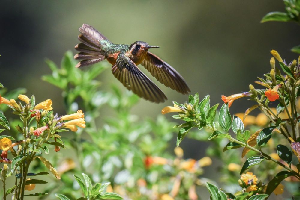 Colibri moucheté
