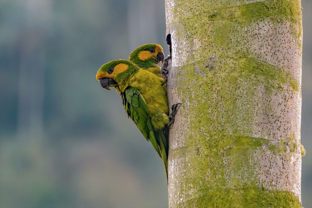 Conures à joues d'or (end.)