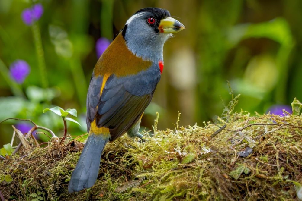 Cabezon toucan