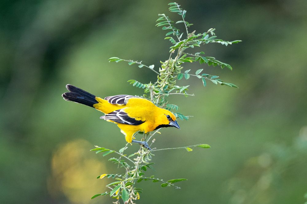 Oriole jaune