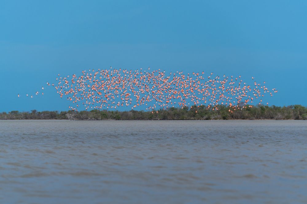 Flamants des Caraïbes