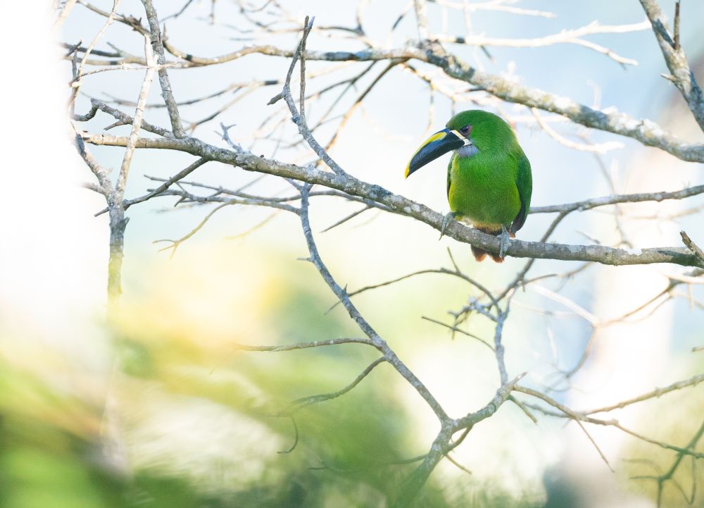Toucanet à gorge blanche