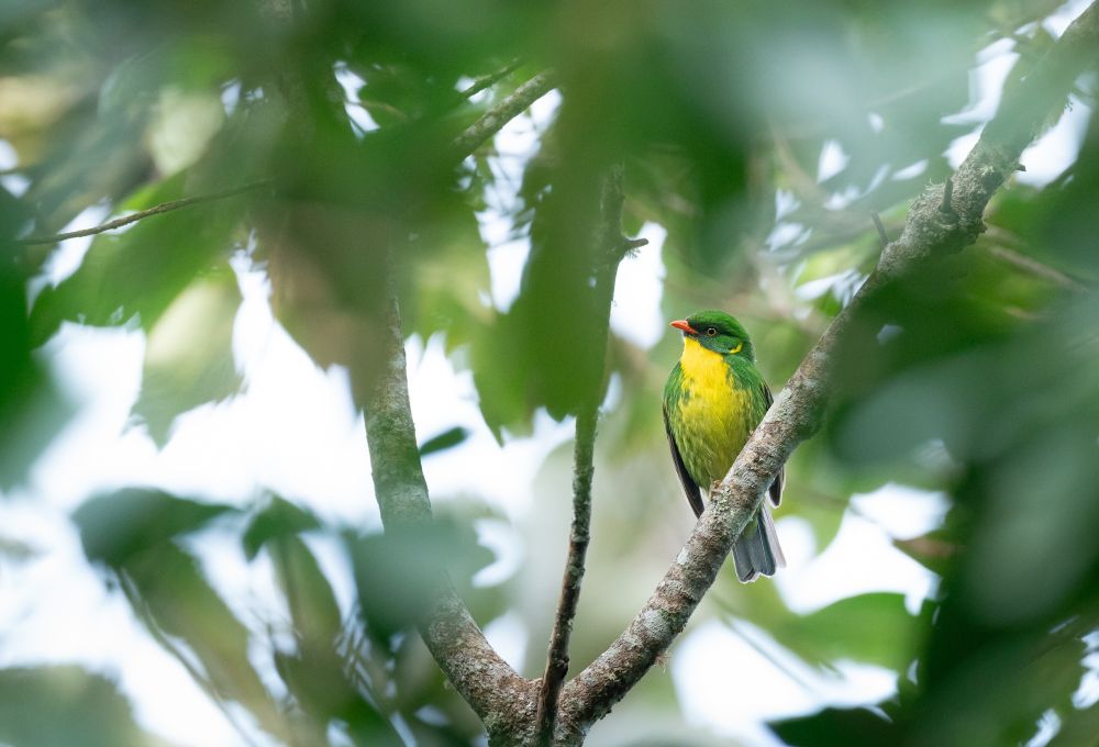 Cotinga à poitrine d'or