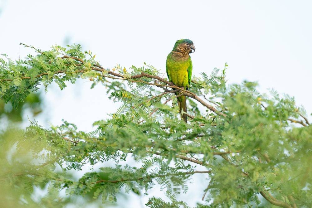 Conure cuivrée