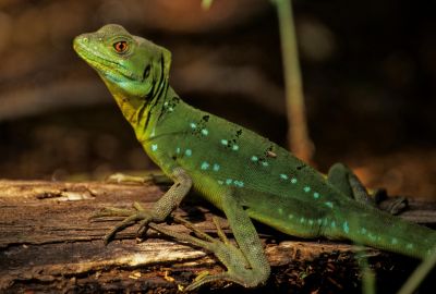 © Sylvain Lefebvre - Costa Rica Costa Rica