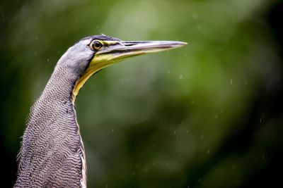 © Sylvain Lefebvre - Costa Rica Costa Rica