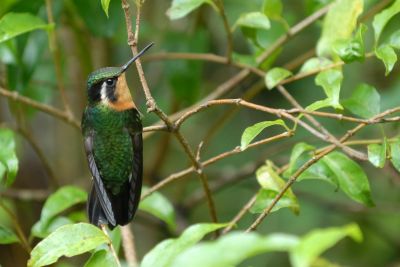 © Sylvain Lefebvre - Colibris forêt nuageuse Costa Rica Colibris forêt nuageuse Costa Rica
