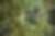 Quetzal Costa Rica