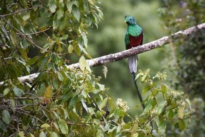 © Sylvain Lefebvre - Quetzal Costa Rica Quetzal Costa Rica