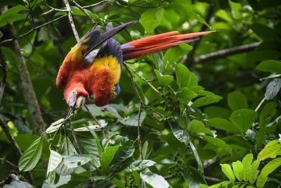 © Ara rouge du Costa Rica - Toucan Toucan
