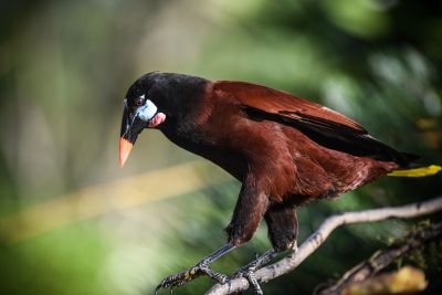 © Sylvain Lefebvre - Costa Rica, cassique de Montezuma Costa Rica, cassique de Montezuma
