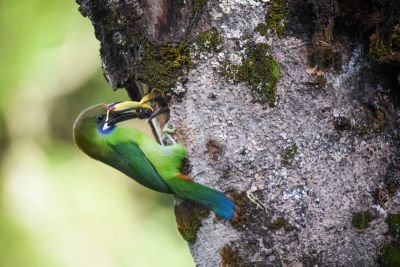 © Sylvain Lefebvre - Costa Rica, toucan de montagne Costa Rica, toucan de montagne