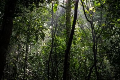 Jour 10 : Marche guidée dans la forêt de Bwindi de Buhoma à Nkuringo