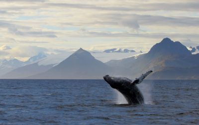Saut de baleine à bosse sur le Détroit de Magellan, avec les glaciers de la cordillère de Darwin au fond