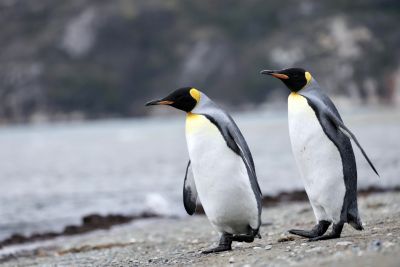 Colonie de manchots royaux à proximité de la Cordillère de Darwin, Patagonie, Terre de Feu