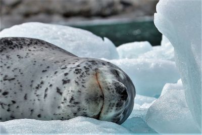 Jour 13 : Journée libre au départ de Punta Arenas