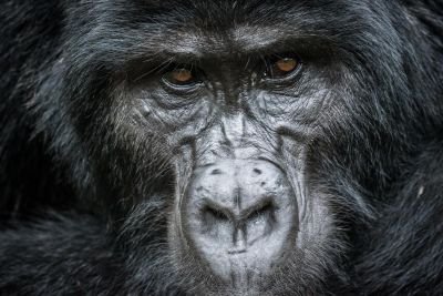 Jour 12  : Rencontre avec les gorilles de montagne