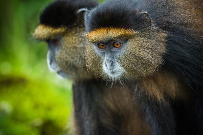 Jour 13  : Trek aux singes dorés