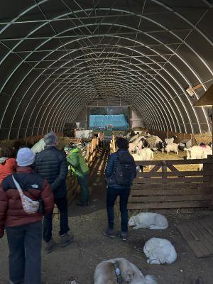 Jour 4 : Le loup des Abruzzes et producteur laitier