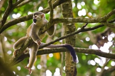 J11: Retour vers Bogota - vol national