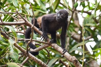 © Sylvain Lefebvre - Costa Rica Costa Rica