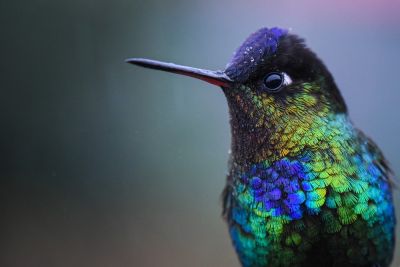 © Sylvain Lefebvre - Costa Rica Costa Rica