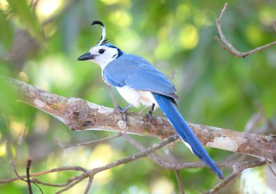 Geai à face blanche