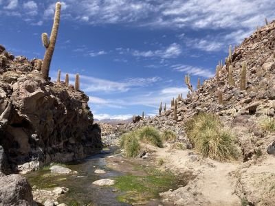 © Laurent Daburon - Au cœur du Canyon aux cactus Au cœur du Canyon aux cactus