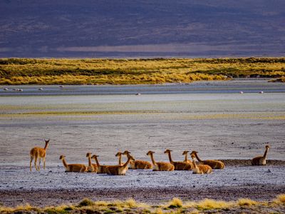 © Nicolas Fragiacomo - Troupeau de vigognes aux abords des lagunes Troupeau de vigognes aux abords des lagunes