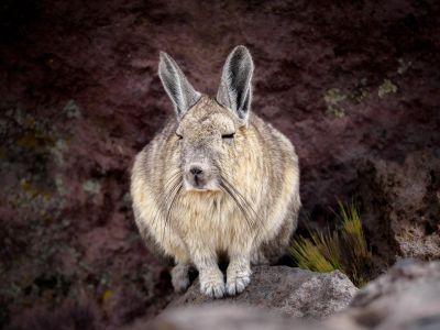 © Nicolas Fragiacomo - Observation de Viscachas sur le chemin du Zapaleri Observation de Viscachas sur le chemin du Zapaleri