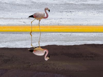 © Nicolas Fragiacomo - Les flamants roses colonisent les environs des lagunes alcalines de l'Altiplano Les flamants roses colonisent les environs des lagunes alcalines de l'Altiplano