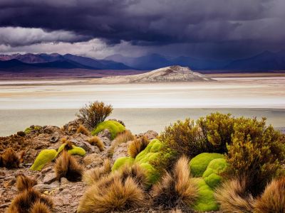 © Nicolas Fragiacomo - Végétation de "llareta" sur fond de salar d'Uyuni Végétation de "llareta" sur fond de salar d'Uyuni