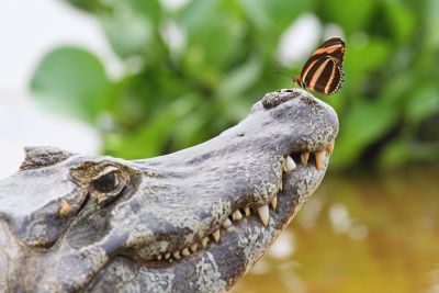 Jour 1: Départ de France pour Cuiaba
