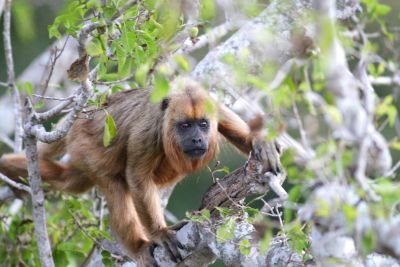 Jours 5 et 6:  Pousada Piuval
