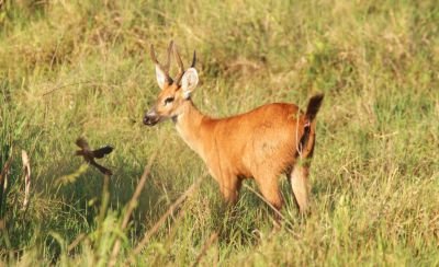 Jours 7 à 9: La région de Porto Jofre