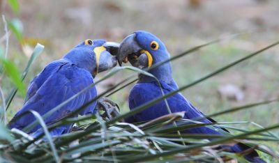 Jours 10 et 11: Fazenda Pouso Alegre