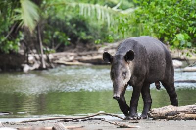 Jours 4 à 6 : Parc national de Corcovado- secteurs San Pedrillo + La Sirena.