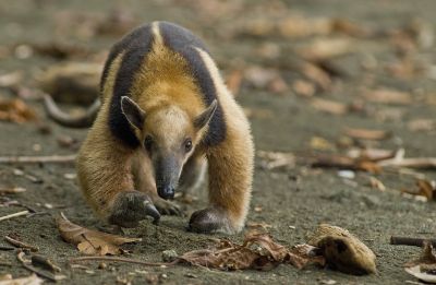 Jours 9 à 11 : Parc national Corcovado, secteur Nord.  