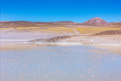 Jour 11 : Dernière journée au cœur de la Puna de Atacama pour profiter de cet univers fascinant